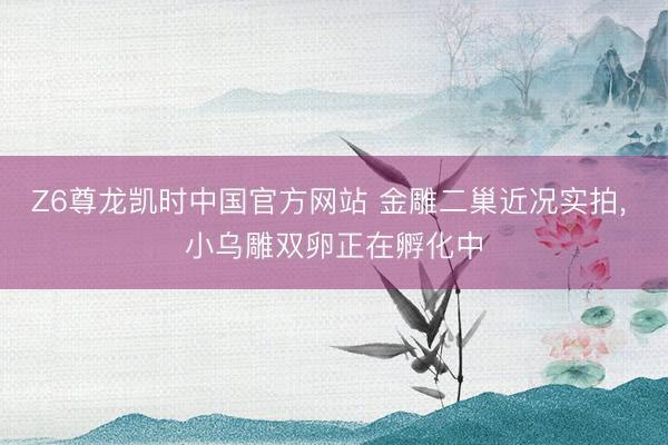 Z6尊龙凯时中国官方网站 金雕二巢近况实拍， 小乌雕双卵正在孵化中